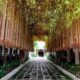 a walkway with vines from the ceiling