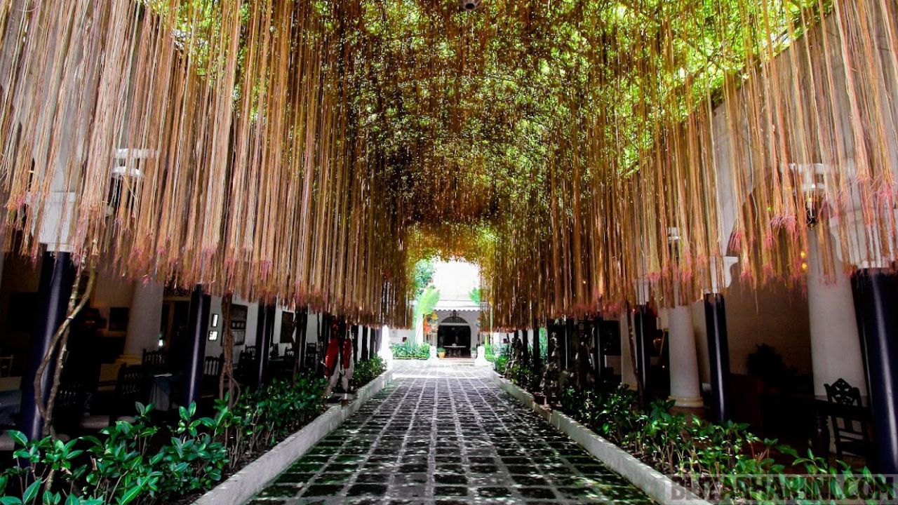 a walkway with vines from the ceiling
