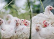 Langka dan Mahal, Peternak Ayam Diduga Jadi Penyebab Utama Kelangkaan Gas Elpiji 3 Kg Subsidi di Blitar