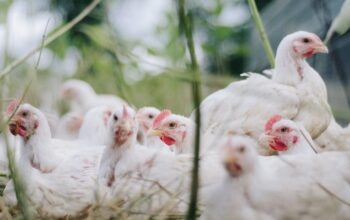 Langka dan Mahal, Peternak Ayam Diduga Jadi Penyebab Utama Kelangkaan Gas Elpiji 3 Kg Subsidi di Blitar