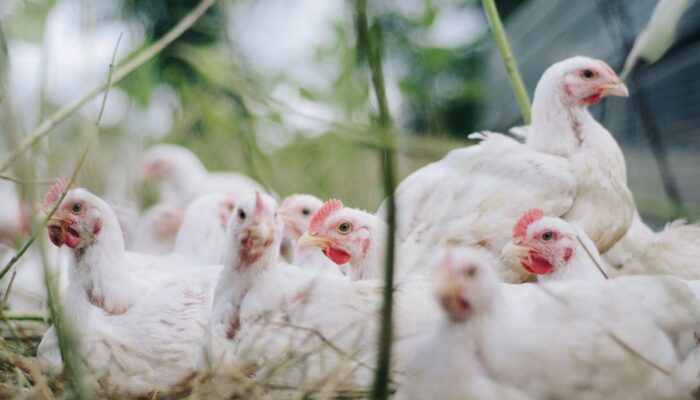 Langka dan Mahal, Peternak Ayam Diduga Jadi Penyebab Utama Kelangkaan Gas Elpiji 3 Kg Subsidi di Blitar