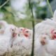 Langka dan Mahal, Peternak Ayam Diduga Jadi Penyebab Utama Kelangkaan Gas Elpiji 3 Kg Subsidi di Blitar