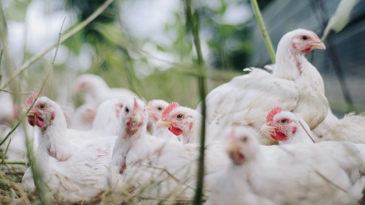 Langka dan Mahal, Peternak Ayam Diduga Jadi Penyebab Utama Kelangkaan Gas Elpiji 3 Kg Subsidi di Blitar