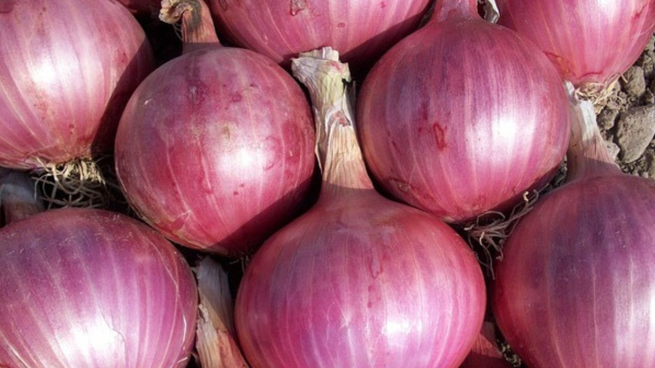 Update Harga Bahan Pokok Pasar Pon Kota Blitar Hari Ini 30 Juli 2025: Gula dan Cabai Turun, Bawang Merah Naik