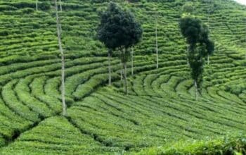 Wisata Sirah Kencong: Surga Tersembunyi di Ketinggian Blitar yang Wajib Dikunjungi