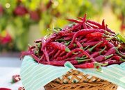 Harga Bahan Pokok Kota Blitar 5 Agustus 2025: Cabe Merah Jadi Naik Signifikan