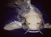 Ikan Emas Pembawa Petaka: Dalih Pembunuhan Adipati Aryo Blitar I