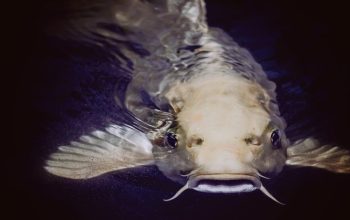 Ikan Emas Pembawa Petaka: Dalih Pembunuhan Adipati Aryo Blitar I