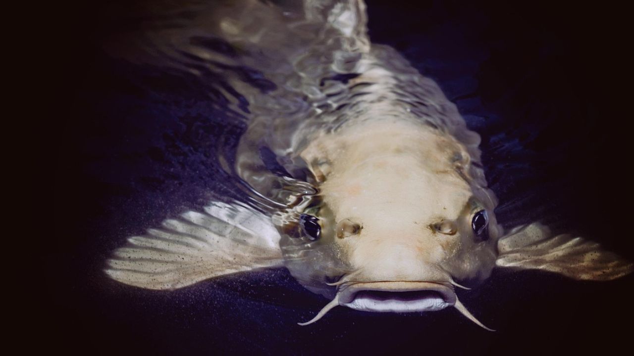 Ikan Emas Pembawa Petaka: Dalih Pembunuhan Adipati Aryo Blitar I